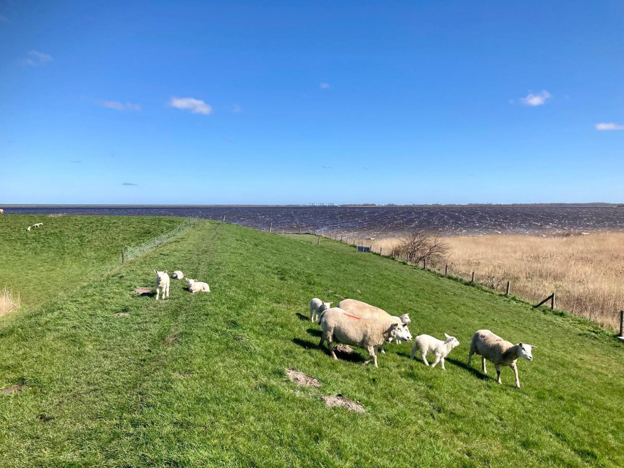 Leonie 6 Pers Holiday Home With A Large Garden Close To The Lauwersmeer Anjum ภายนอก รูปภาพ